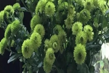 綠菊花的花語(yǔ)，寓意純凈高雅、生機(jī)活力等