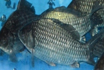 鯽魚的外觀，不同品種的外觀有所區(qū)別