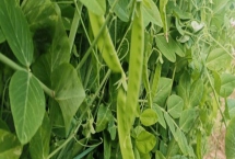 荷蘭豆的種植方法，播種前要保持土壤的濕潤性