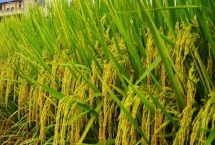 啟源優(yōu)528水稻品種特性，每畝有效穗數(shù)18.7萬穗