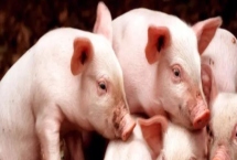 夏天怎么讓豬快速生長，需注意做好通風降溫等措施