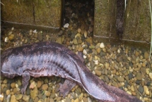 娃娃魚商品魚和種魚的鑒別方法，商品魚的色澤一般比較蒼白