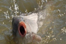 夏天釣鯉魚(yú)要釣淺還是釣深，通常以釣淺為主