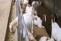 羊如何飼養(yǎng)，成年羊和羔羊的飼養(yǎng)方法均不同