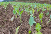 油菜移植栽培方法，堅持因地制宜