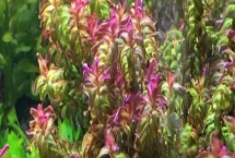 稻穗水草好不好養(yǎng)，養(yǎng)殖難度較大、對環(huán)境要求較嚴(yán)格