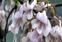 泡桐樹什么時候開花，一般3-4月開花
