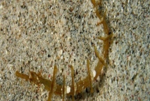 大吻海蠋魚(yú)好不好養(yǎng)，飼養(yǎng)難度較大