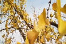 浙江省諸暨市的特產(chǎn)，同山燒被譽(yù)為“江南小茅臺(tái)”