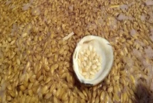 泡谷種的步驟，浸種前一周先曬種