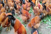 養(yǎng)雞需要辦理什么手續(xù)，必須辦動物防疫合格證