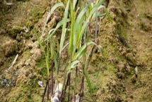 甘蔗種植多久發(fā)芽，種植時(shí)間不同導(dǎo)致發(fā)芽的時(shí)間也不同