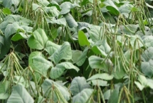 綠豆田的三棱草如何防除，可以選用滅草松