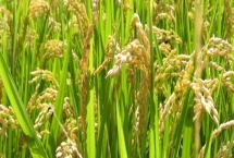 龍兩優(yōu)506水稻品種的特性，每畝插足7－8萬基本苗