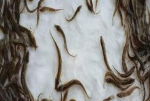 大鱗副泥鰍苗的批發(fā)價(jià)，價(jià)格會(huì)受到地區(qū)的影響
