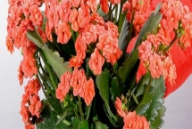 長壽花不開花的原因，光照不足或養(yǎng)分不夠都會導(dǎo)致
