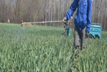 大蒜苗后用什么除草劑，可用精喹禾靈、二甲戊樂靈等