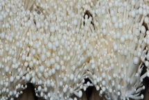金針菇出菇期的水分管理技術(shù)，當(dāng)菌絲發(fā)到袋底后需立刻開袋搔菌