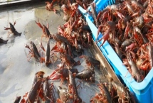 養(yǎng)蝦的利潤與成本風險，受市場供需影響很大