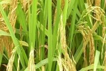 深兩優(yōu)811水稻種子產(chǎn)量表現(xiàn)，保證每畝基本苗8萬苗以上