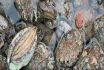 什么品種的鮑魚苗好，常見這6種