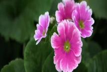四季櫻草盆栽養(yǎng)殖方法，平時注意保持盆土濕潤