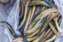 農(nóng)村養(yǎng)刺鰍魚的前景，目前來看前景比較樂觀