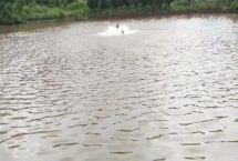 怎么處理渾濁的養(yǎng)殖水體，可在天氣晴朗時(shí)潑灑凈水劑