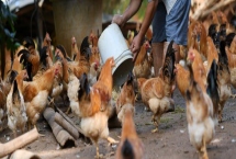 魚內(nèi)臟怎么處理成雞飼料，可直接喂或煮熟喂