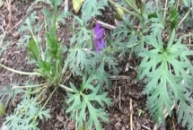 野老鸛草的發(fā)生特點，常生于田野中與植物爭奪水分養(yǎng)分