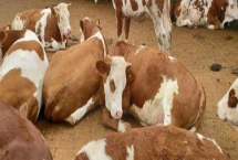 牛無法站立怎么治療，可在飼料中添加礦物質(zhì)和微量元素