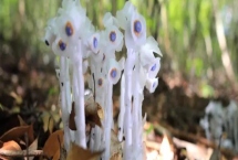 水晶蘭的花語，花語是美麗之精靈、脆弱無城府
