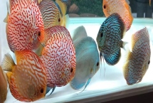 七彩神仙魚適合喂什么飼料，可飼喂冷凍紅蟲、線蟲、豐年蝦等食物