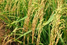 通系954水稻品種特性，每畝有效穗數(shù)22.3萬