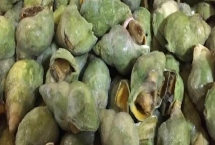 翡翠螺的產(chǎn)地，主產(chǎn)于大西洋西部海域