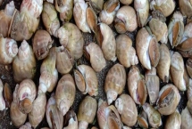 黃泥螺的產(chǎn)地，主產(chǎn)于東北部的沿海地區(qū)