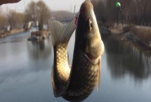 野釣鯽魚什么用什么商品餌料好，可選很多根據(jù)個(gè)人喜好來