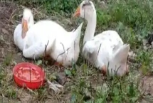 鵝吃草不喂飼料行不行，只能維持平時的生命活動