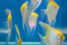 小燕魚的養(yǎng)殖方法，不能在草缸里養(yǎng)