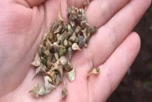 夏天種植菠菜如何處理種子，種植前需逐粒剝切種子果皮