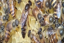 中蜂介王要關(guān)多久氣味才混合，1-2天氣味基本已混合