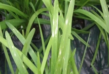 韭菜灰霉病如何用藥防治，發(fā)病初期可用速克靈煙劑進(jìn)行煙熏