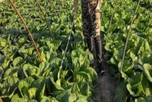 白菜長(zhǎng)白斑打什么農(nóng)藥，嘧菌酯、苯醚甲環(huán)唑、嗯唑菌酮·霜脲氰等