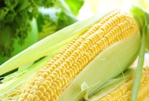 奔弛2343玉米種子產量表現(xiàn)，出苗至成熟118天