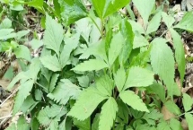 大葉芹和小葉芹有什么區(qū)別，前者屬于傘形科茴芹屬、后者屬于傘形科羊角芹屬