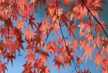 楓葉像什么，像一團(tuán)火焰又像一個(gè)巴掌
