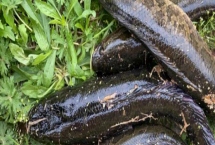 釣黑魚使用的線組，不宜用調(diào)性過硬的竿