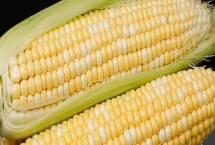 良玉919玉米種簡(jiǎn)介，可精量播種及機(jī)械化收獲