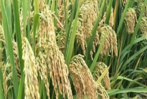 鋼兩優(yōu)167水稻品種的特性，4月中旬至5月上中旬播種