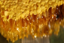 正宗洋槐蜜的特征，通常呈透明的水白色